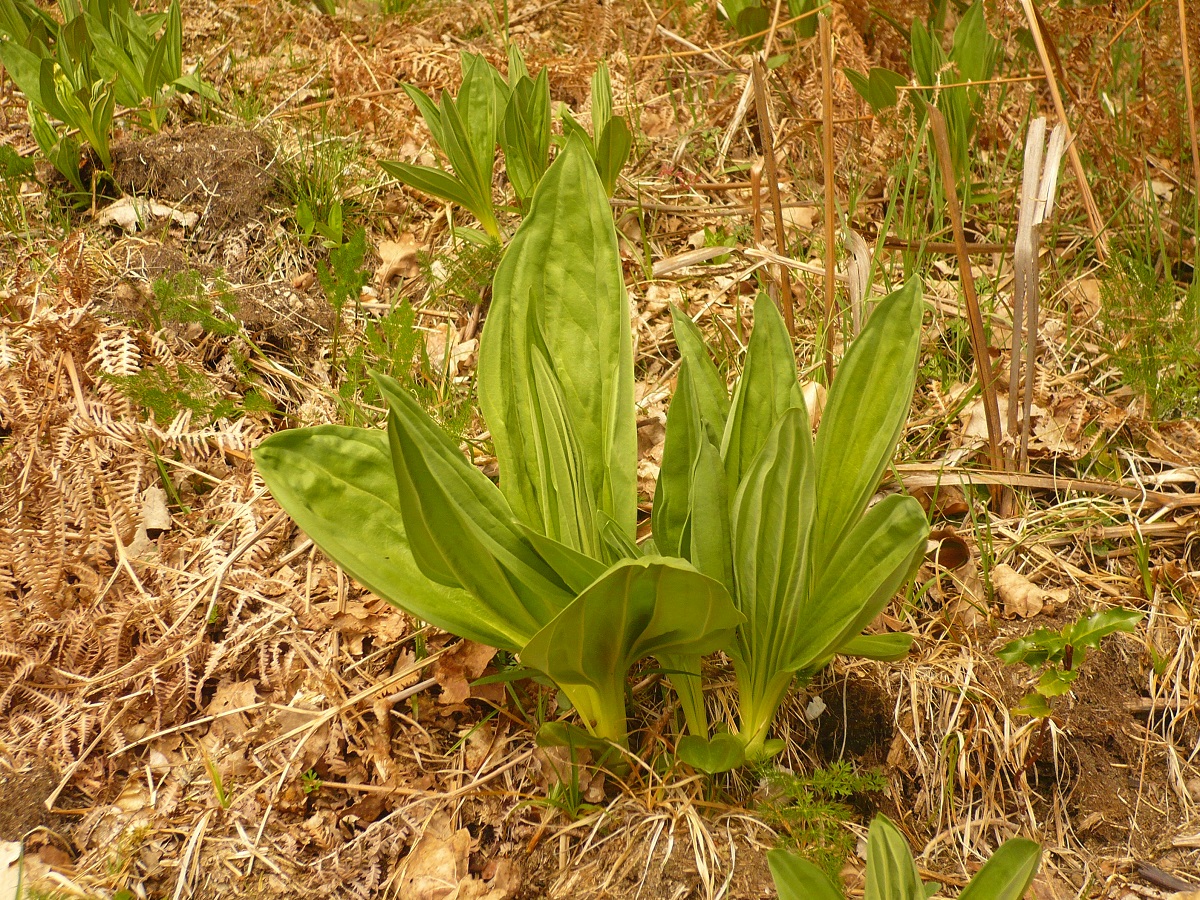 Gentiana lutea subsp. lutea (Gentianaceae)